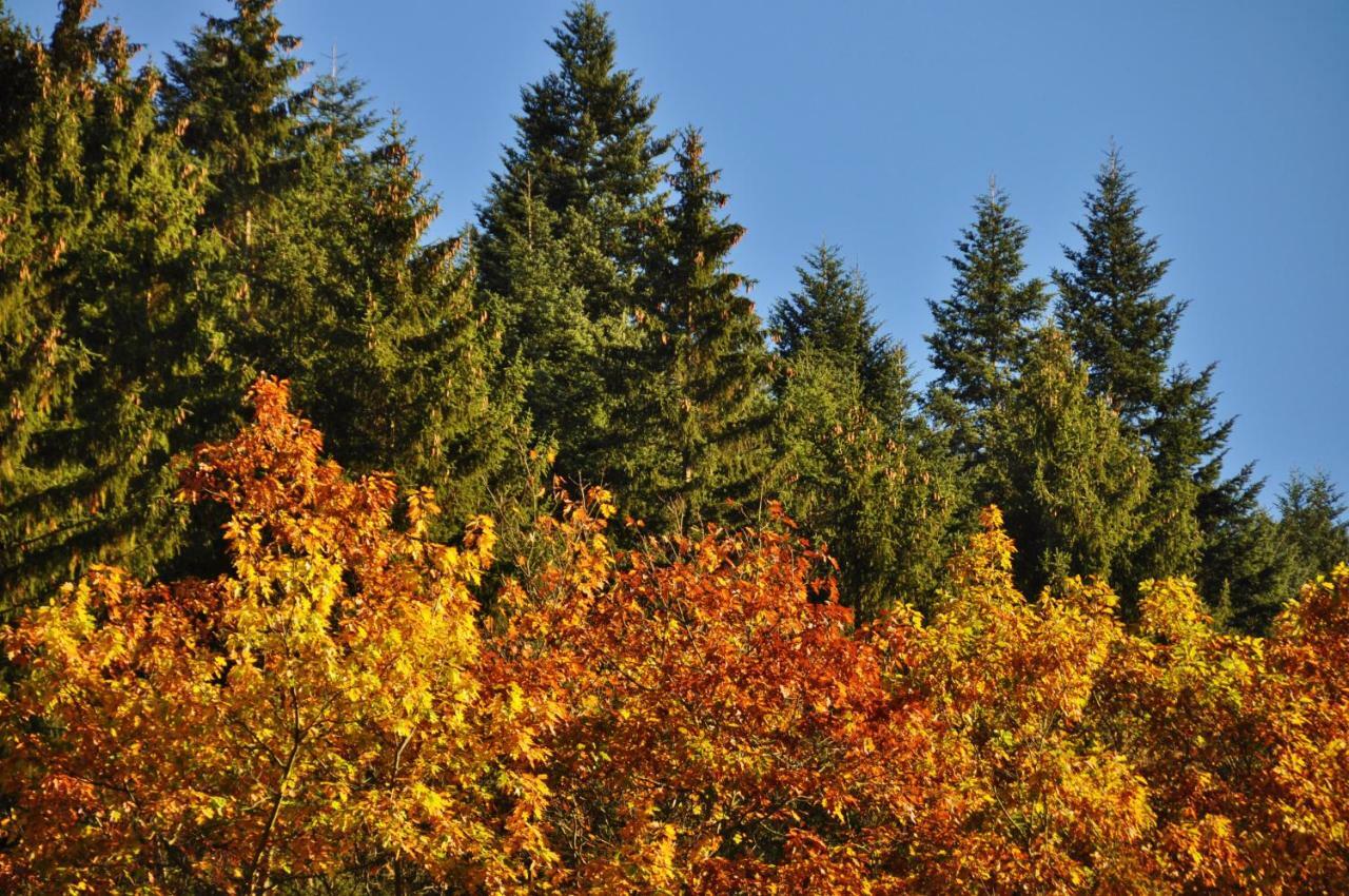 Flair-Hotel Waldfrieden Oberweißbach Buitenkant foto